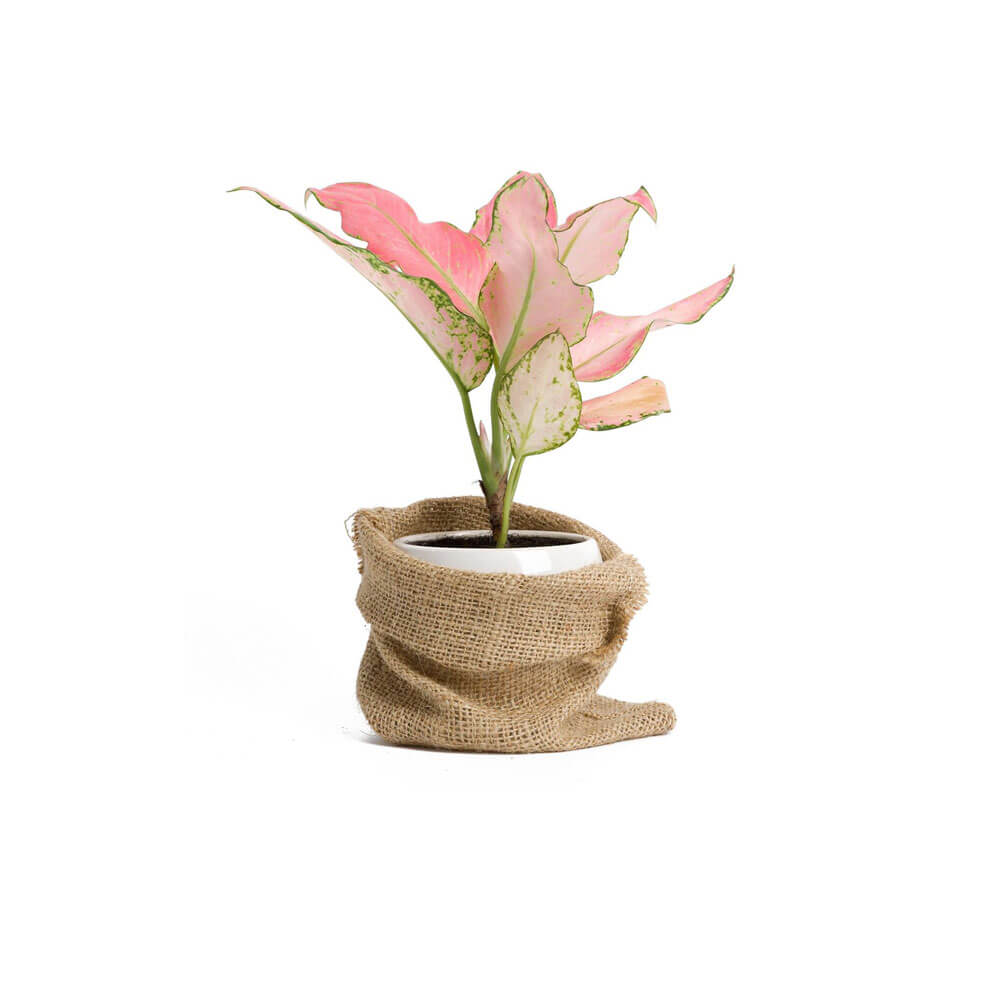 pro_02 گلدان آپارتمانی کراسولا آواتا - تصویر 1