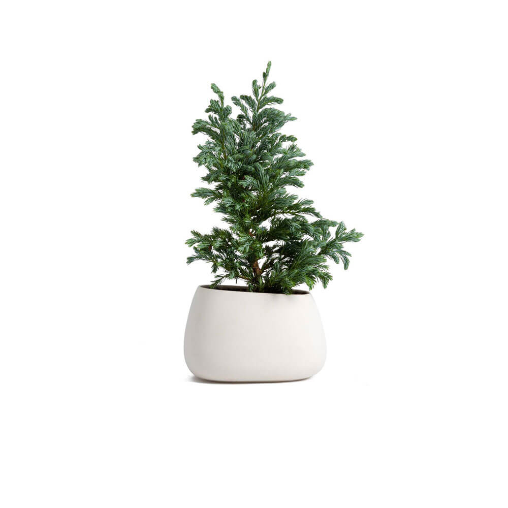 pro_06 (1) گلدان آپارتمانی بونسای جنسینگ - تصویر 1