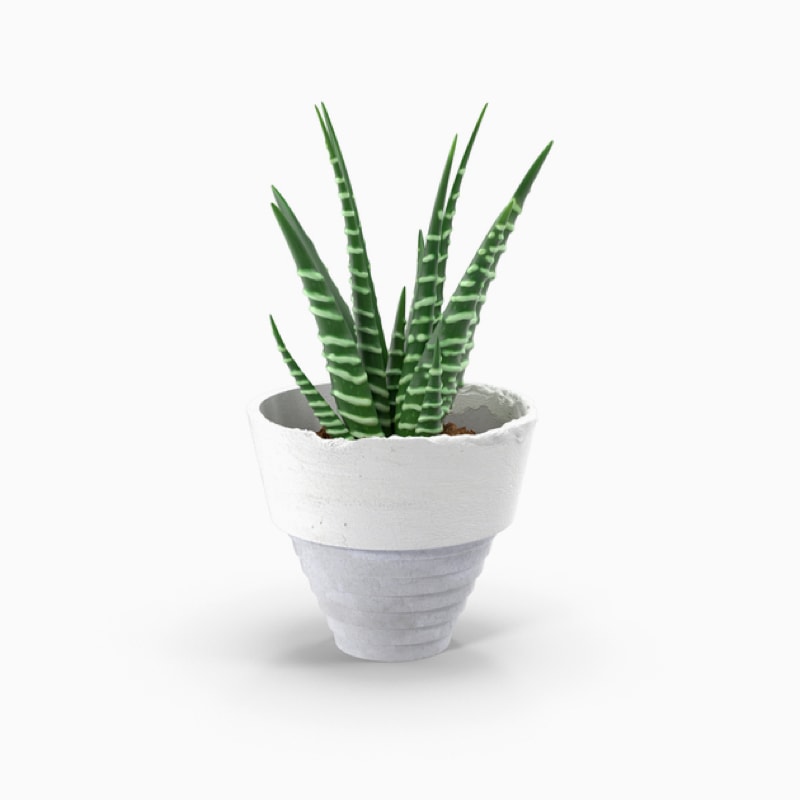 product-12 گلدان آپارتمانی پتوس - تصویر 1